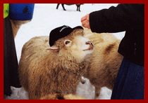 sheep in a hat